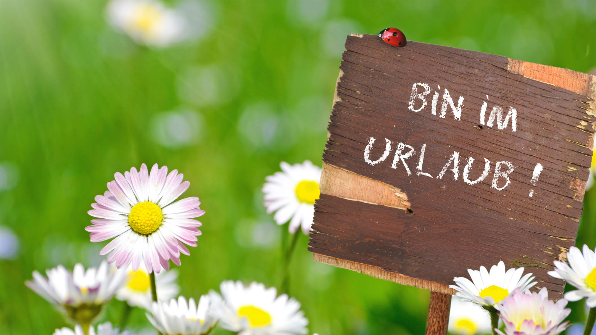 Schild "Bin im Urlaub" in Frühlingswiese mit Gänseblümchen